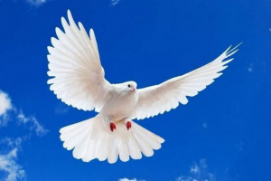 Pigeon - world bird